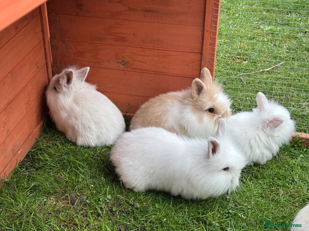 Mixed Breed rabbits for sale: Baby rabbits ready now  - Advert 2