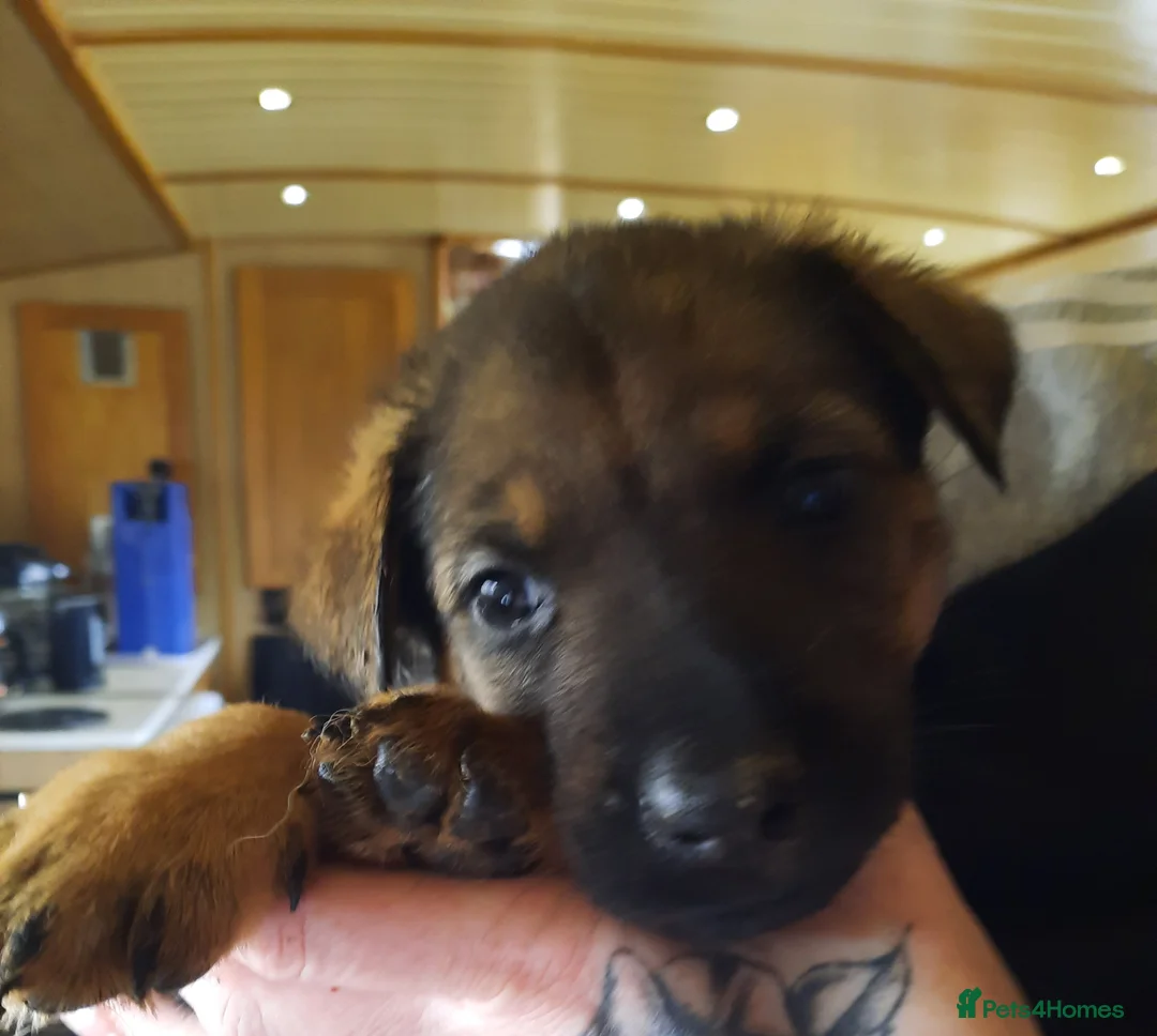 Mixed Breed dogs for sale: Rottweiler X German Shepherd Puppies  in Bristol - Advert 18