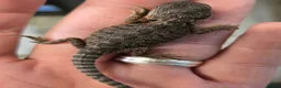 Bearded Dragon reptiles for sale: Red Monster blue bar and G stripe possible Chroma  - Advert 6