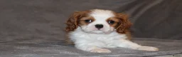 Cavalier King Charles Spaniel dogs for sale: Heart and health tested, KC registered. - Advert 3
