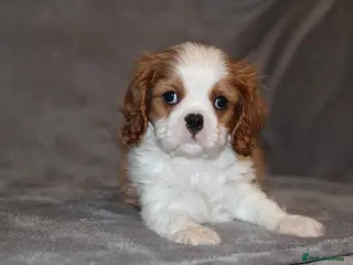 Cavalier King Charles Spaniel dogs Heart and health tested, KC registered. - Advert 3