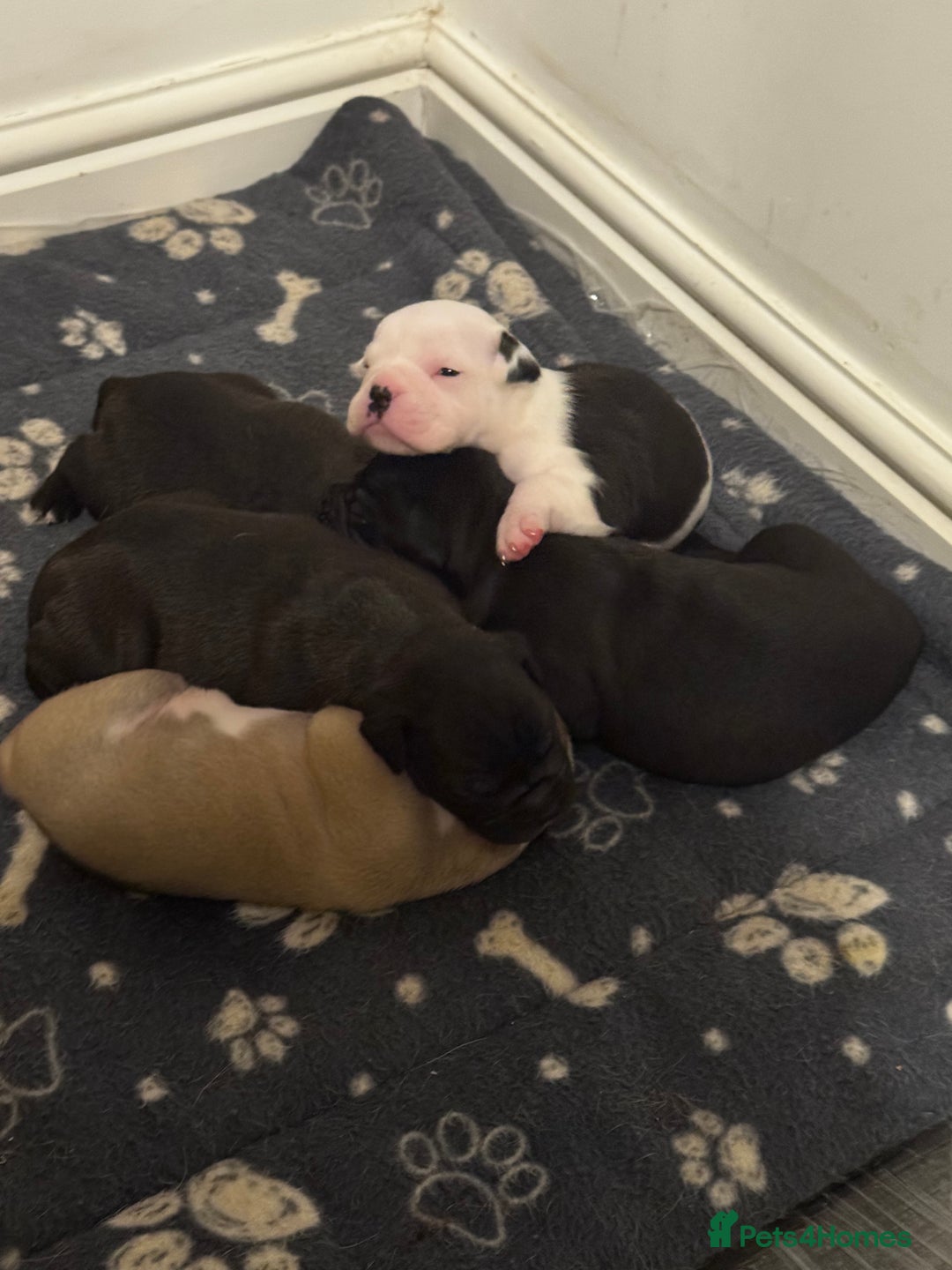 Dorset Olde Tyme Bulldogge dogs for sale: Olde tyme bulldogge puppies - Image 1