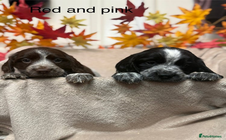 Sprocker dogs - Advert 2
