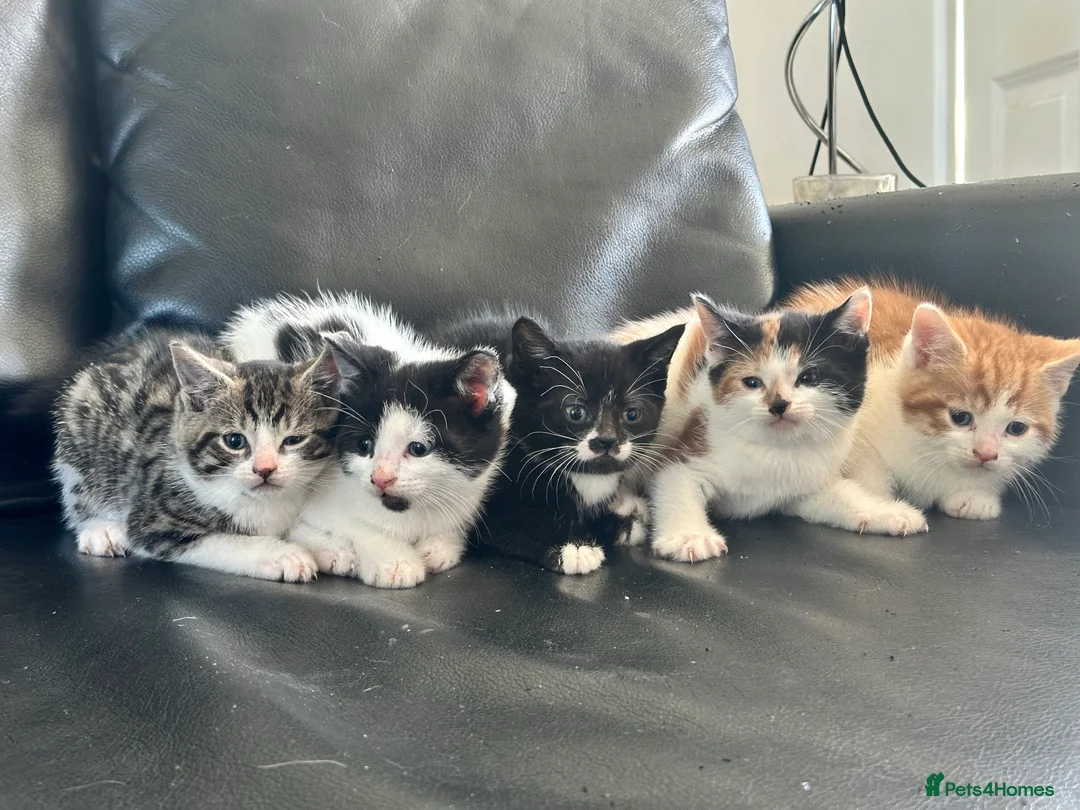 Mixed Breed cats for sale: Kittens ready now - Advert 2