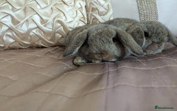 Mini Lop rabbits for sale: Purebred mini lop bunnies Chestnut Angora  - Image 8