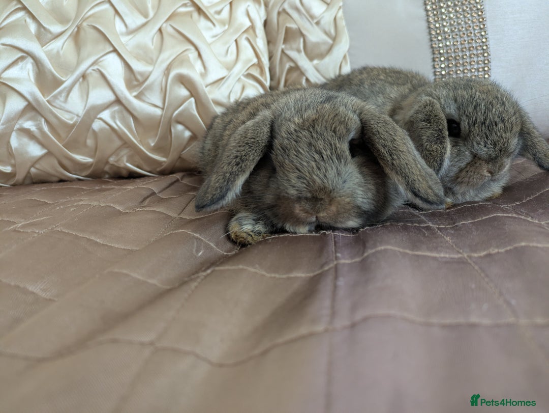 Mini Lop rabbits for sale: Purebred mini lop bunnies Chestnut Angora  - Image 8