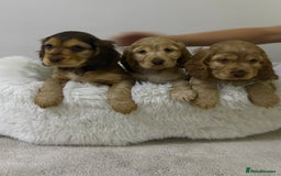 Cocker Spaniel dogs for sale: Show cocker spaniel puppies /ready to leave  - Image 1