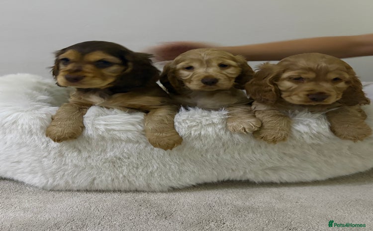 Cocker Spaniel dogs - Advert 14