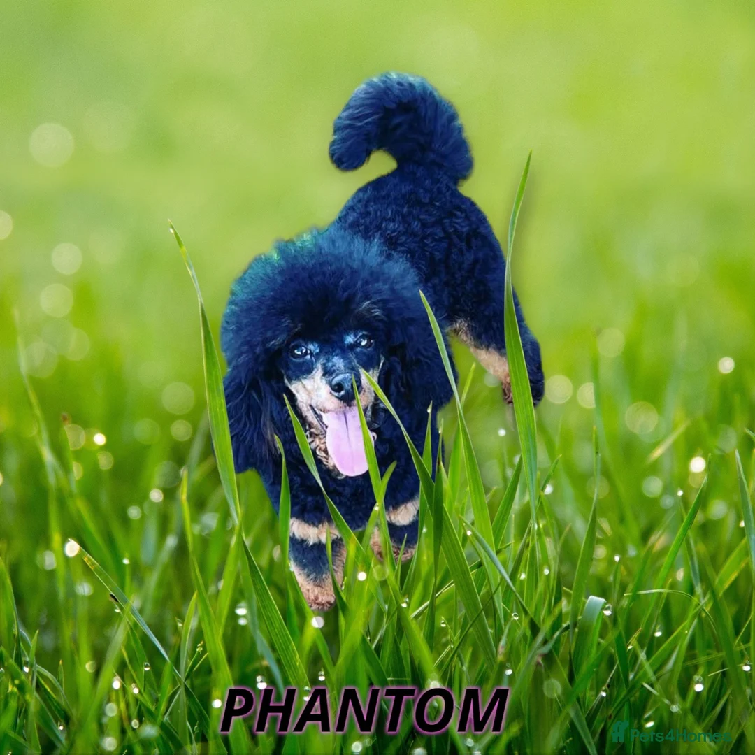 Toy Poodle dogs for stud: PHANTOM TOY POODLE AVAILABLE AT STUD in Grays - Advert 15