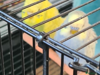 Budgerigars birds 4 X YOUNG BUDGIES COMPLETE WITH CAGE - Advert 1