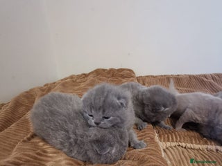 British Shorthair cats GCCF REGISTERED BRITISH SHORTHAIRED KITTENS - Advert 11