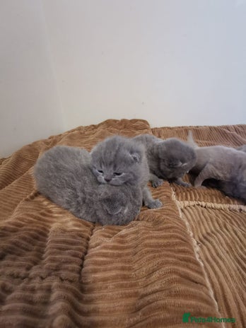 British Shorthair cats GCCF REGISTERED BRITISH SHORTHAIRED KITTENS - Advert 1