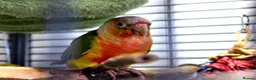 Conures birds for sale: Pineapple Conure - Advert 1