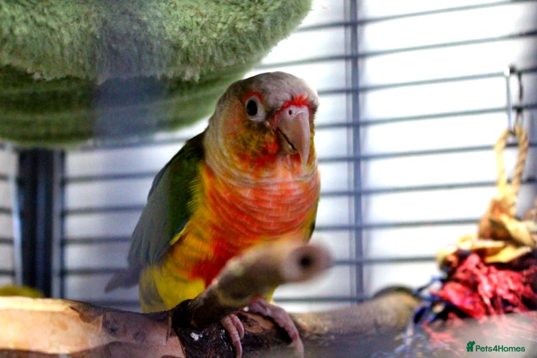 Conures birds for sale: Pineapple Conure - Advert 1