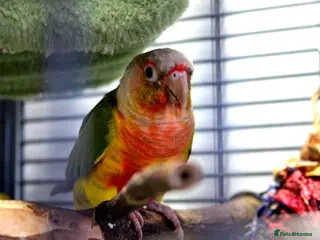 Conures birds Pineapple Conure - Advert 4