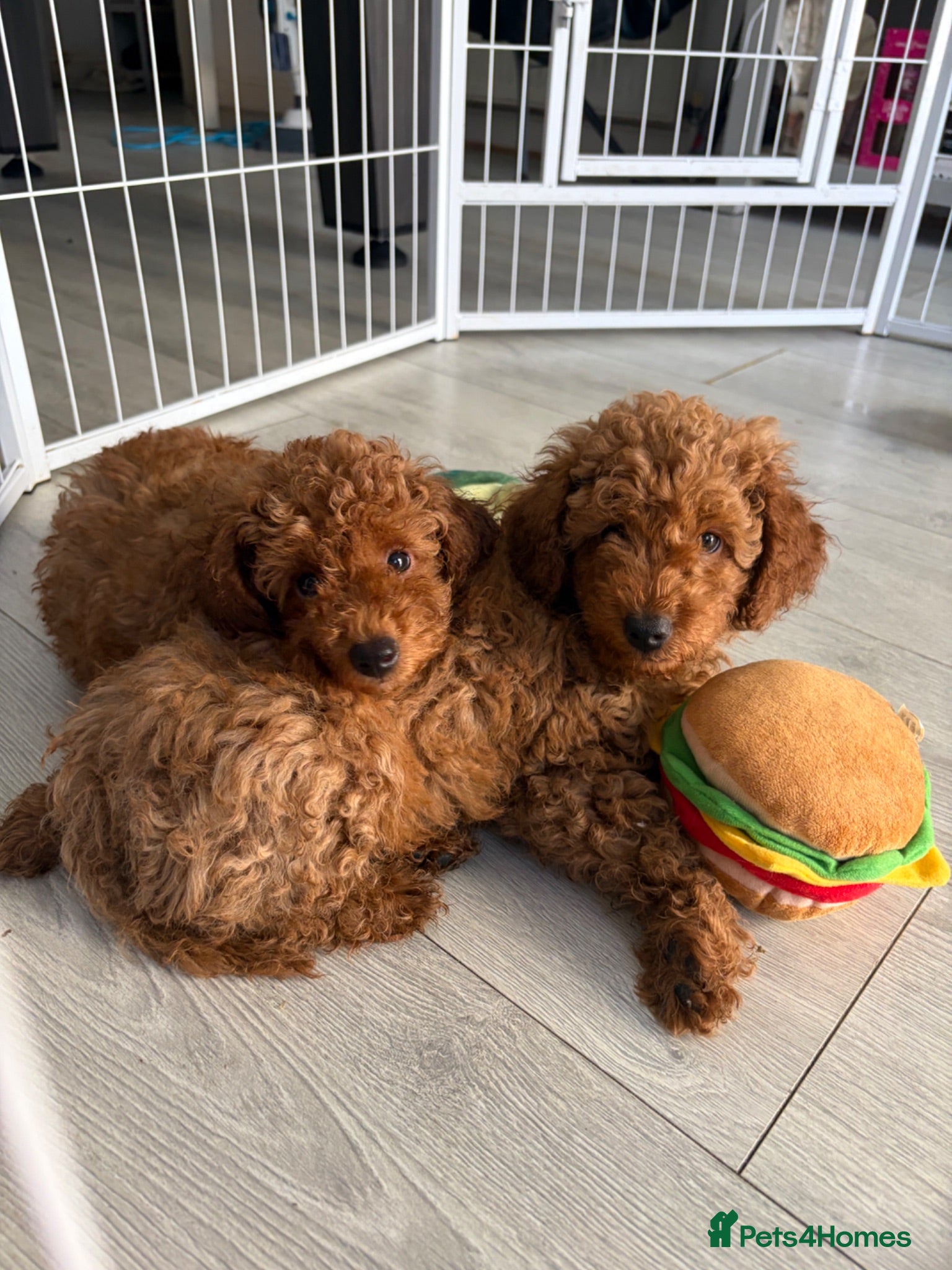 Toy Poodle dogs BOY LEFT!!!KC REGISTERED toy poodle puppies - Advert 1