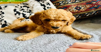 Mixed Breed dogs in Glastonbury - Advert 6