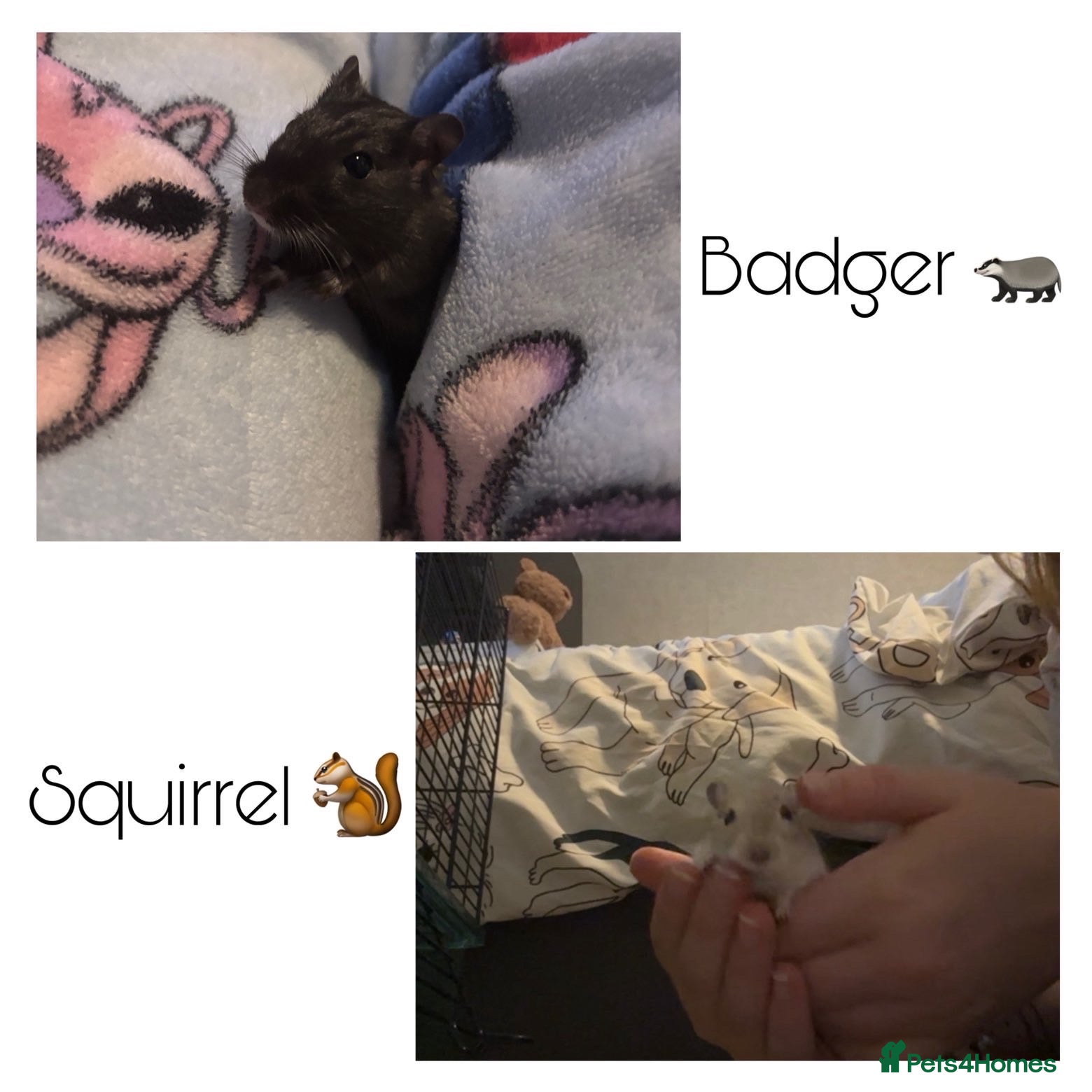 Gerbil rodents for sale: Badger & Squirrel in Stowmarket - Advert 1