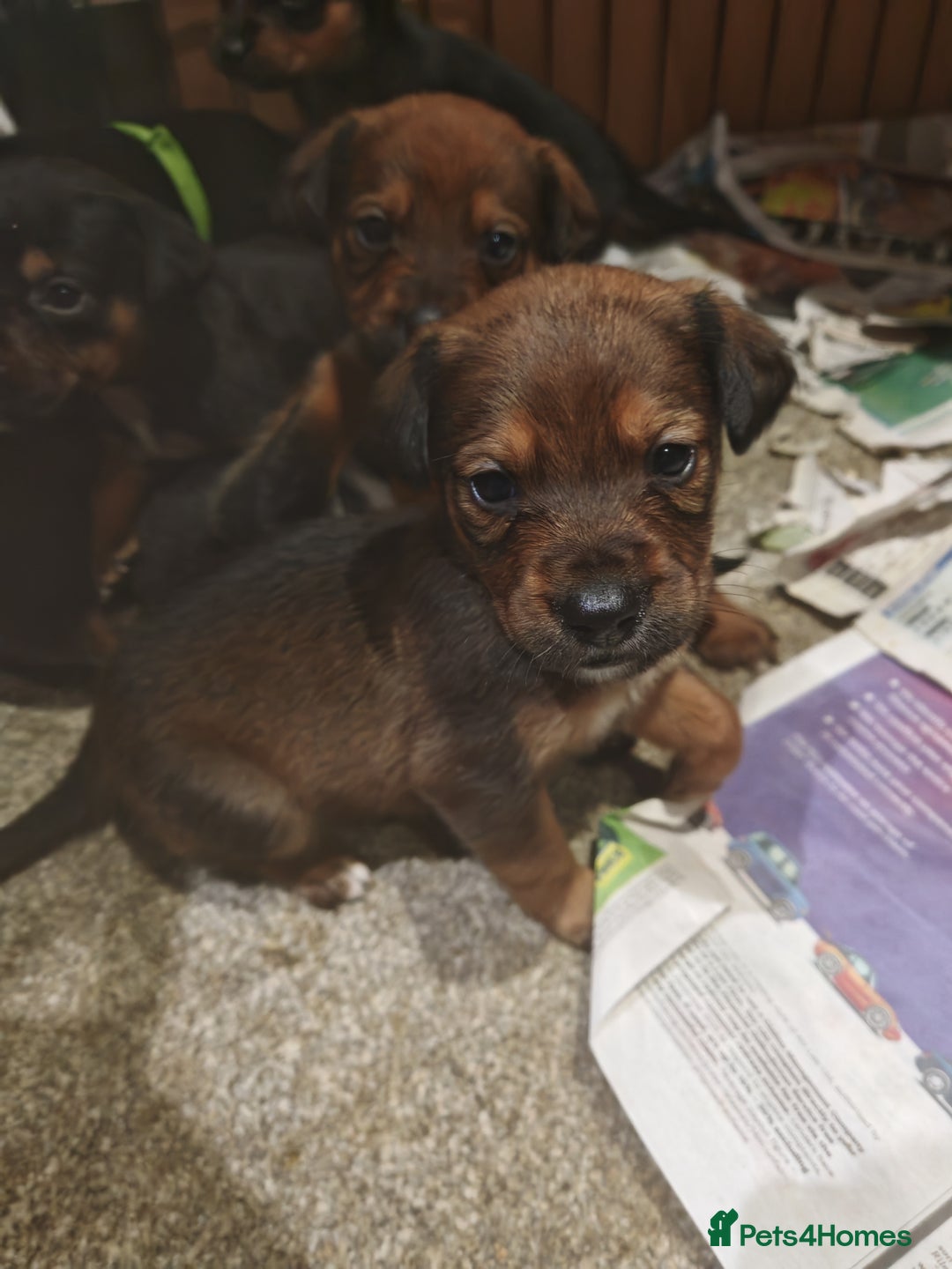 Mixed Breed dogs for sale: Rottweiler x lurcher - Advert 3