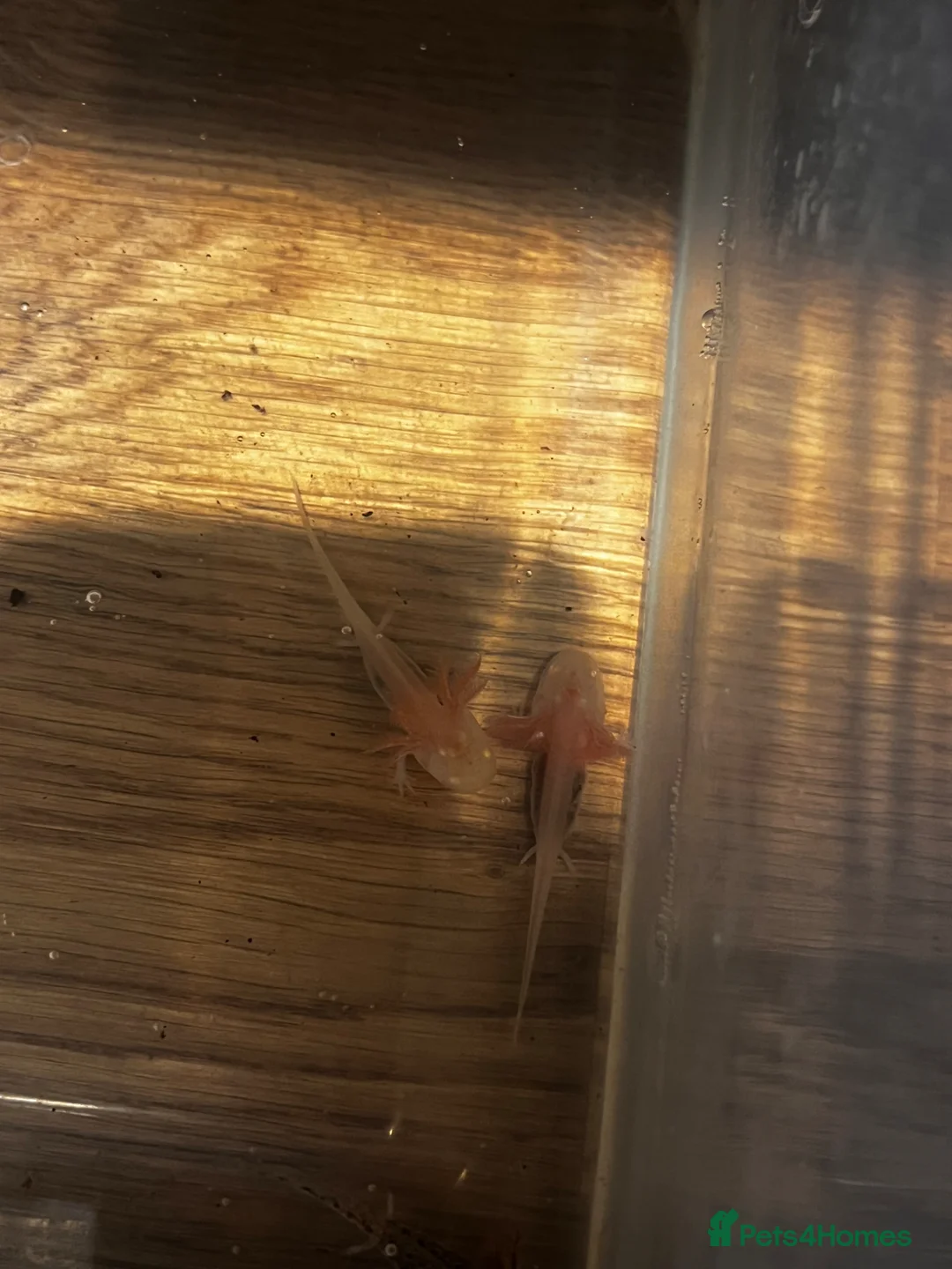 Axolotl reptiles for sale: Axolotl  in Minehead - Advert 6