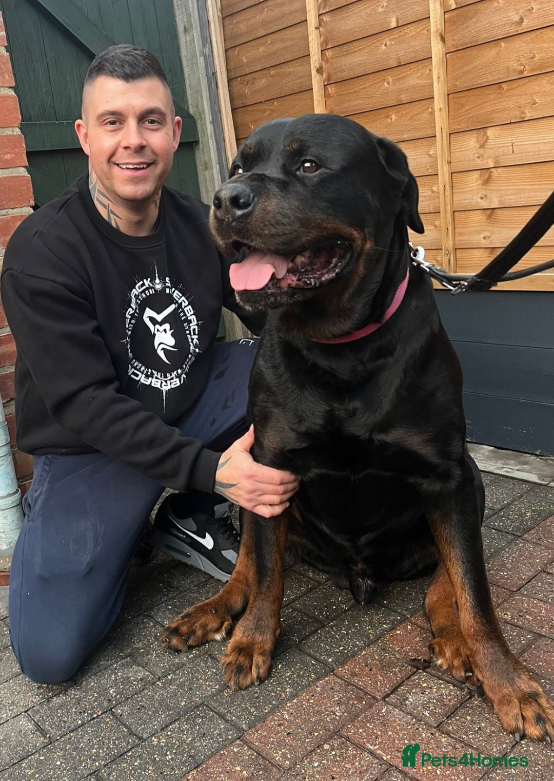 Rottweiler dogs GIANT ROTTWEILER PUPS. HEALTH, SIZE, TEMPERAMENT - Advert 2