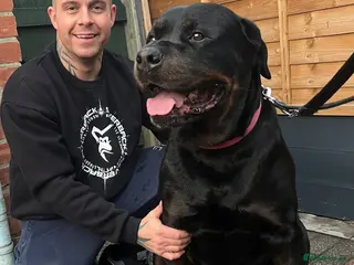 Rottweiler dogs GIANT ROTTWEILER PUPS. HEALTH, SIZE, TEMPERAMENT - Advert 2