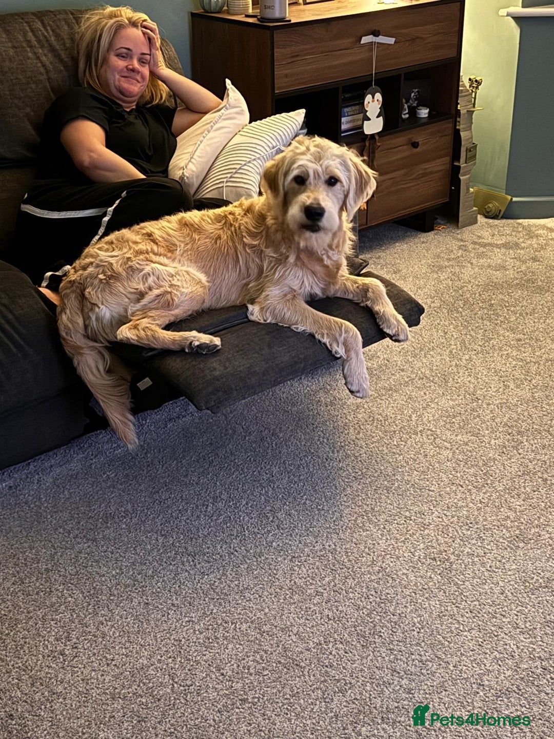 Goldendoodle dogs for sale: Exceptional 11 Month Male Goldendoodle - Advert 6