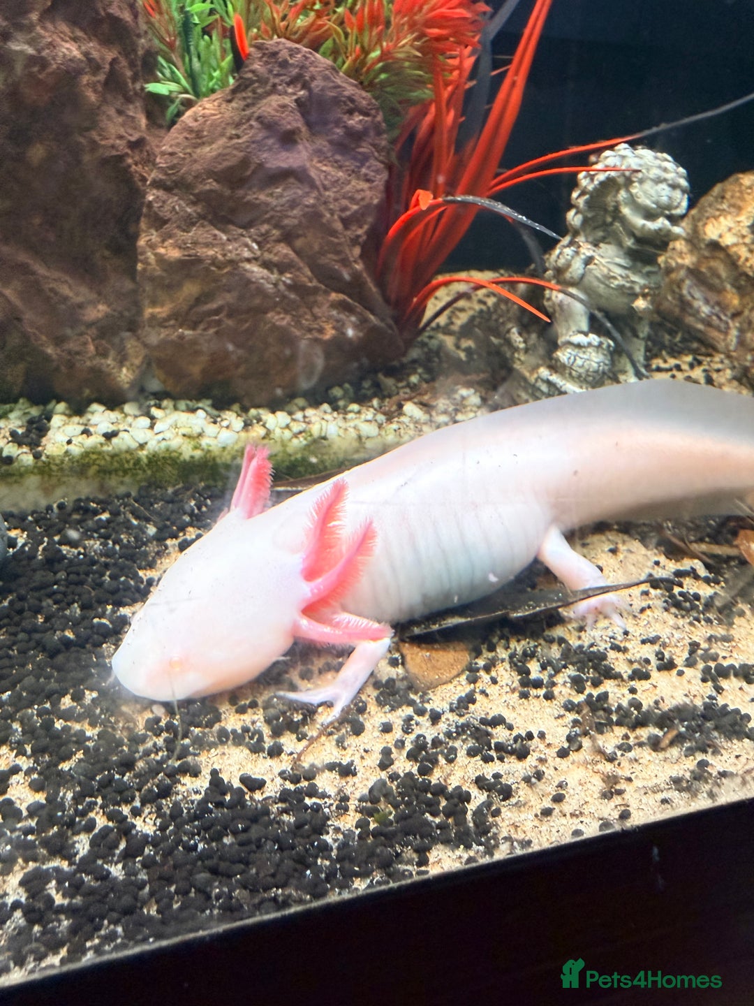 Axolotl reptiles for sale: Axolotl  - Advert 3