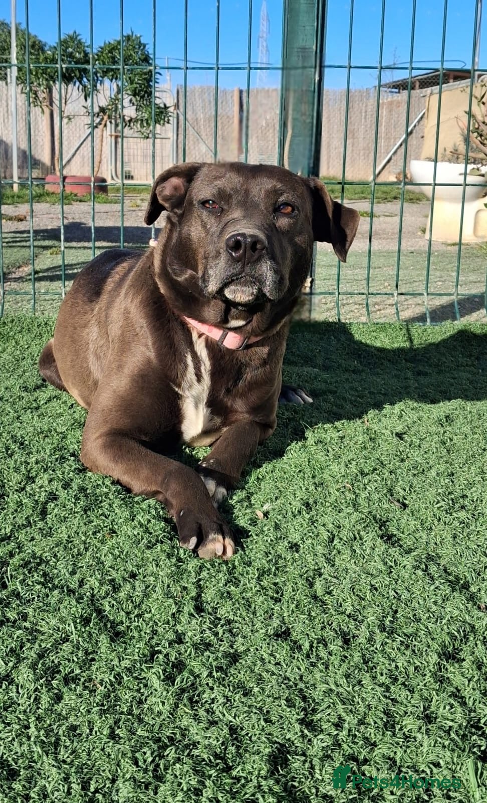 Mixed Breed dogs Please help SIRA from the Kill Station🚨🐾 - Advert 20
