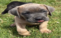 Cane Corso dogs for sale: Beautiful cane Corso puppies  - Image 18