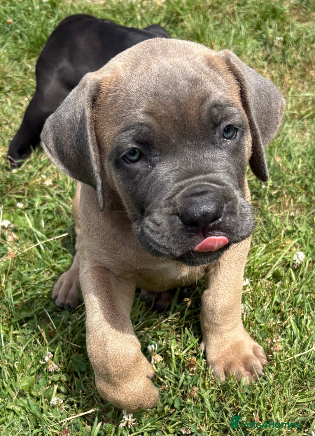 Cane Corso dogs for sale: Beautiful cane Corso puppies  - Image 18