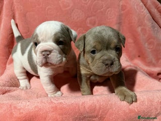 Olde English Bulldogge dogs The best Old English Bulldogge - Advert 3