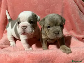 Olde English Bulldogge dogs The best Old English Bulldogge - Advert 4