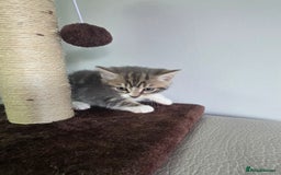 British Shorthair cats for sale: Cutie and cozy kittens are ready to join your home - Image 7