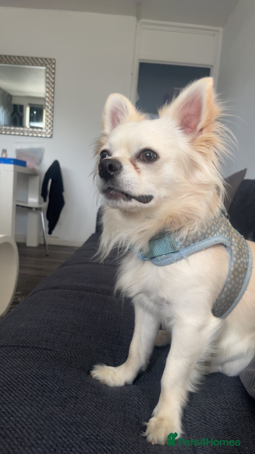 Chihuahua dogs for stud: chihuahua for stud - Advert 4