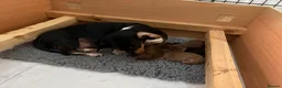Miniature Dachshund dogs for sale: 2 week old  - Advert 3