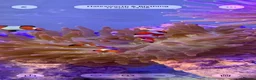 Other/Mixed Breed fish for sale: Clownfish in Halesworth - Advert 2