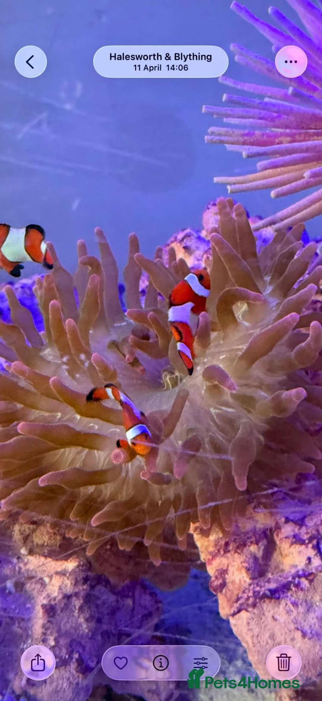 Other/Mixed Breed fish for sale: Clownfish in Halesworth - Advert 2
