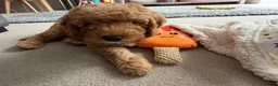 Cockapoo dogs for sale: F1B Cockapoo x miniature poodle - Advert 5