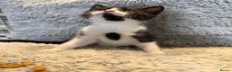 Domestic Shorthair cats for sale: ❤️🩵 Beautiful Kittens 🩵❤️ - Advert 11