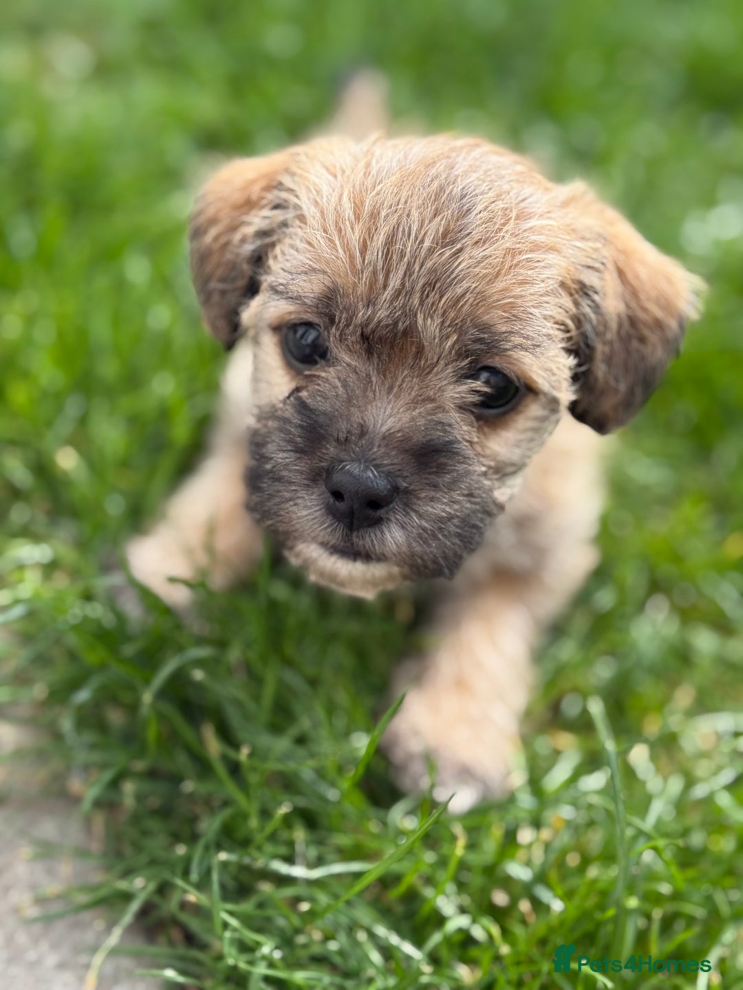 Yorkshire Terrier dogs for sale: Yorkies  - Image 23