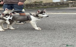Utonagan dogs for sale: Beautiful Husky × Malamute Puppies – Ready Now! - Image 11