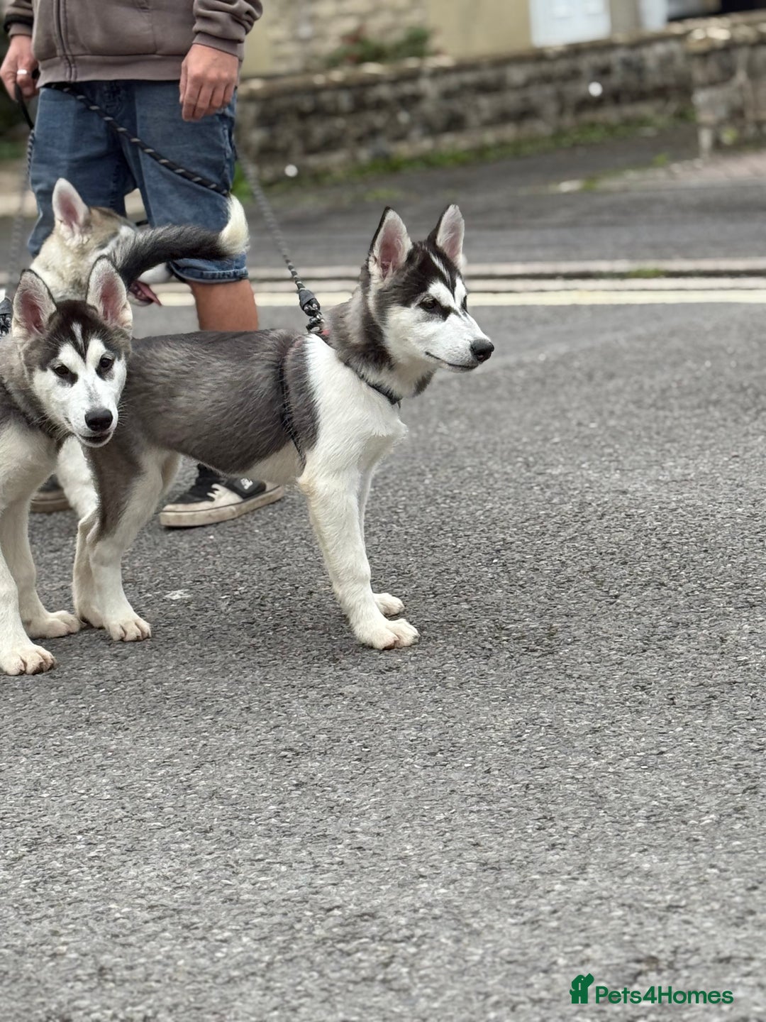 Utonagan dogs for sale: Beautiful Husky × Malamute Puppies – Ready Now! - Image 11