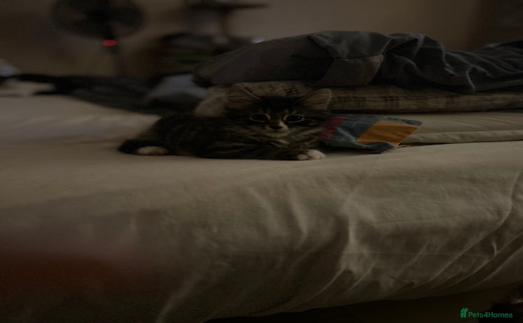 Mixed Breed cats Long haired tabby - Advert 1