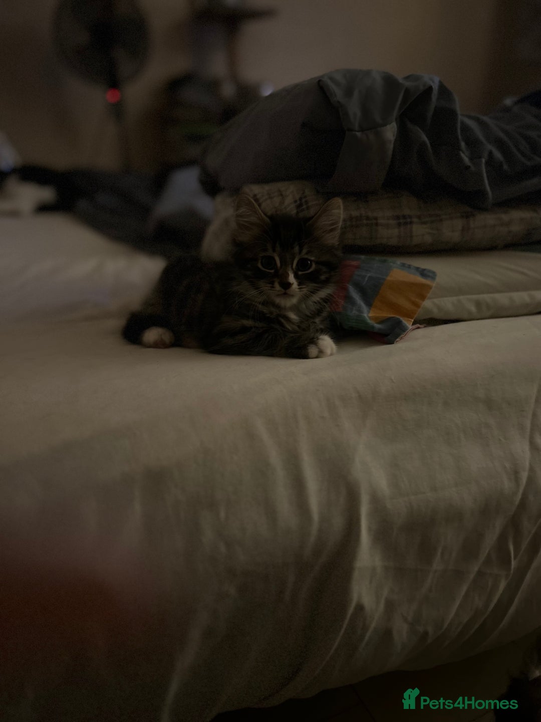 Mixed Breed cats for sale: Long haired tabby - Advert 1