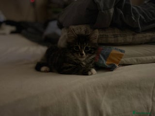 Mixed Breed cats Long haired tabby - Advert 3