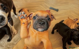 Staffordshire Bull Terrier dogs for sale: Champion bloodline Staffordshire Bullterrier Pups - Image 1