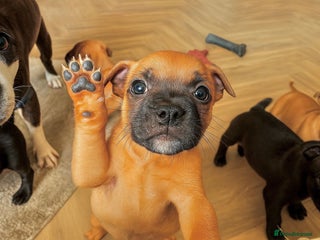 Staffordshire Bull Terrier dogs - Advert 6