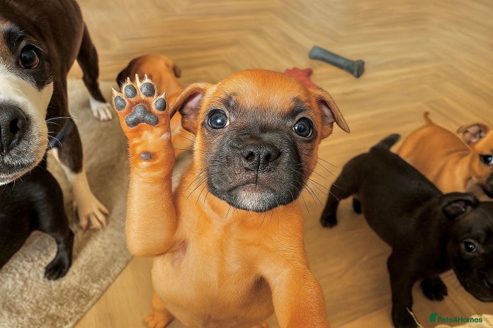 Staffordshire Bull Terrier dogs - Advert 2