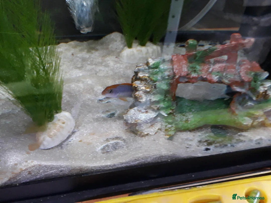 Cichlids fish for sale: Mixed Mbuna  in Liverpool - Advert 3